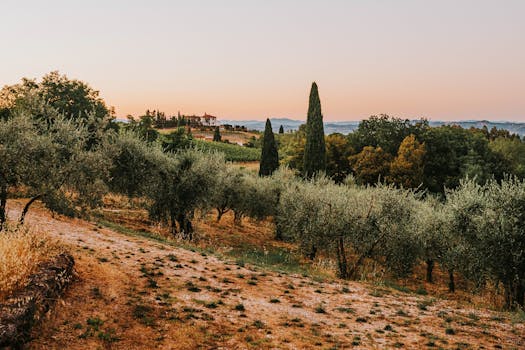 Tuscany Vineyard Villas With Olive Floors and Rosé Paths